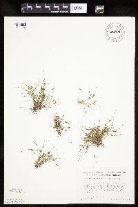 Lipocarpha micrantha image