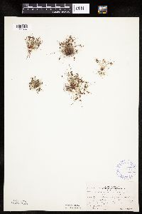 Lipocarpha micrantha image