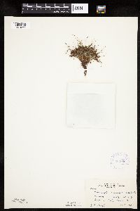 Lipocarpha micrantha image