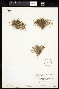 Lipocarpha micrantha image