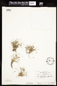 Lipocarpha micrantha image