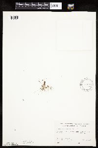 Lipocarpha micrantha image
