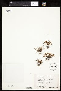 Lipocarpha micrantha image