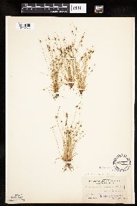 Lipocarpha micrantha image
