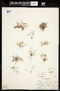 Lipocarpha micrantha image