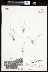 Lipocarpha micrantha image