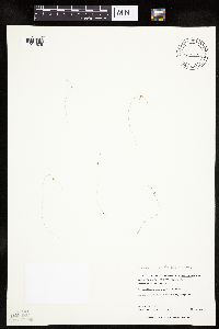 Lipocarpha micrantha image