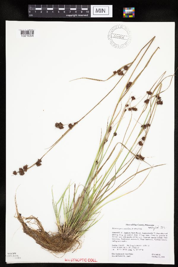 Rhynchospora capitellata image