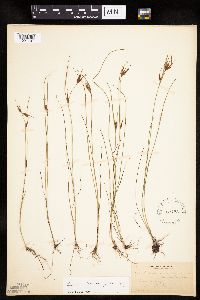 Rhynchospora macrostachya image