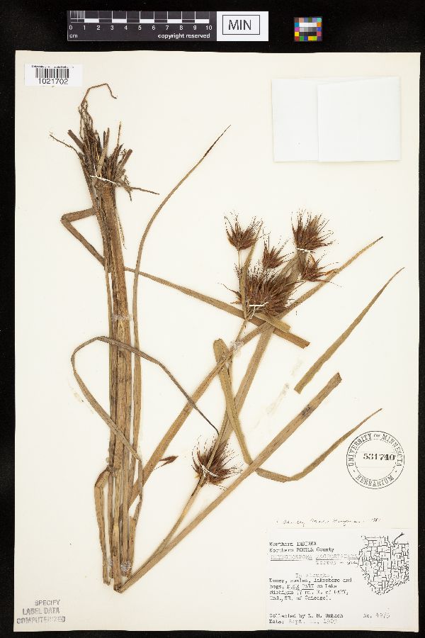 Rhynchospora macrostachya image