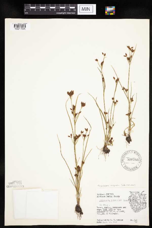 Rhynchospora scirpoides image
