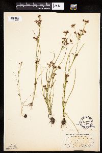Rhynchospora scirpoides image
