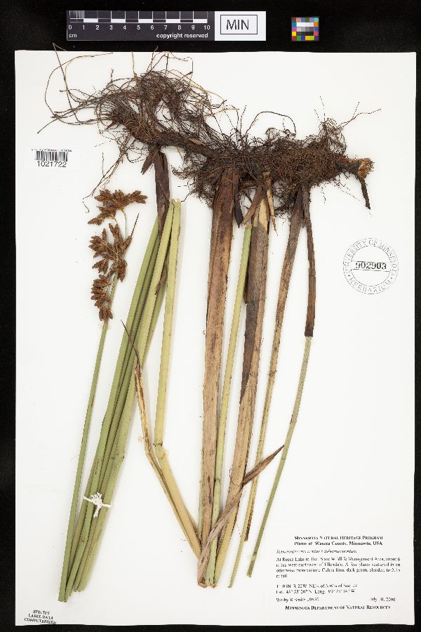 Schoenoplectus acutus x tabernaemontani image