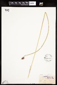 Schoenoplectus americanus image