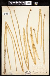 Schoenoplectus americanus image