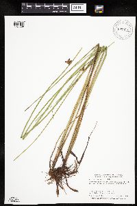 Schoenoplectus pungens image
