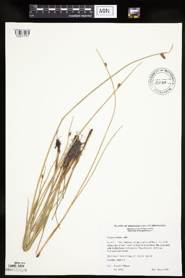 Schoenoplectus pungens image