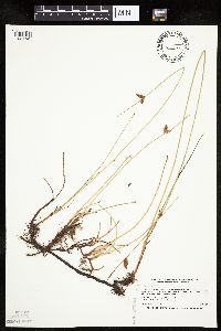 Schoenoplectus pungens image