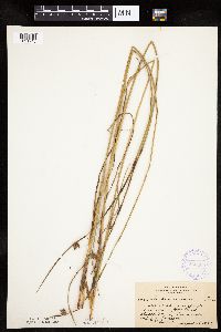 Schoenoplectus pungens image