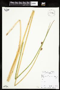 Schoenoplectus pungens image