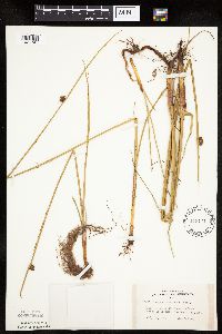 Schoenoplectus pungens image