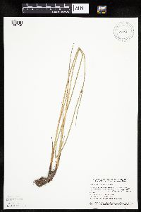 Schoenoplectus pungens image