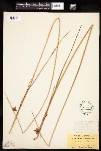 Schoenoplectus pungens image