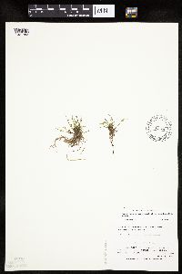 Schoenoplectiella smithii image
