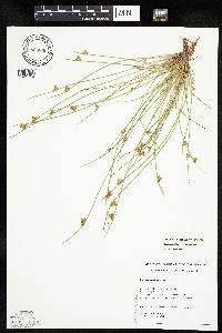 Schoenoplectiella purshiana image