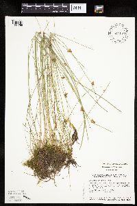 Schoenoplectiella purshiana image