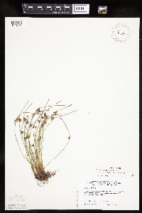 Schoenoplectiella smithii image