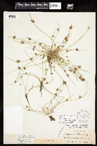 Schoenoplectiella smithii image
