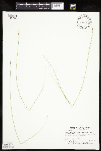 Schoenoplectus subterminalis image