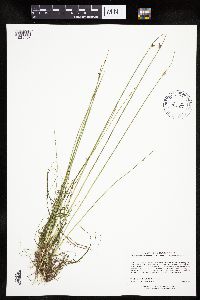 Schoenoplectus subterminalis image