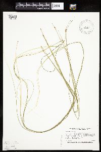 Schoenoplectus subterminalis image