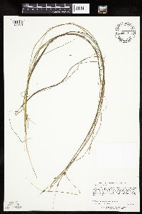 Schoenoplectus subterminalis image