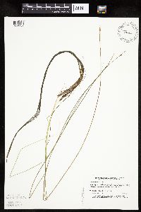 Schoenoplectus subterminalis image