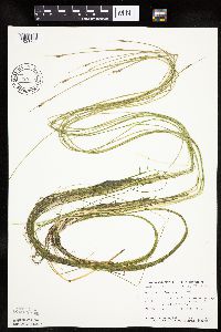 Schoenoplectus subterminalis image