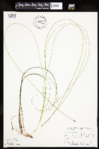 Schoenoplectus subterminalis image