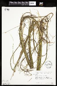 Schoenoplectus subterminalis image