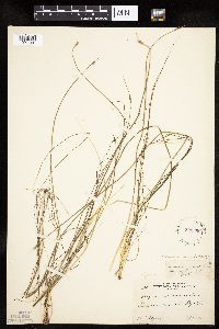 Schoenoplectus subterminalis image