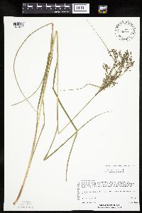 Scirpus atrocinctus image