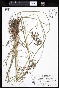Scirpus atrocinctus image