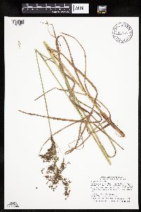 Scirpus atrocinctus image