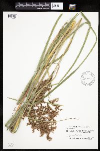 Scirpus pedicellatus image