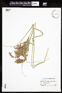 Scirpus atrocinctus image