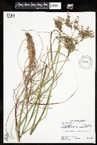 Scirpus atrocinctus image