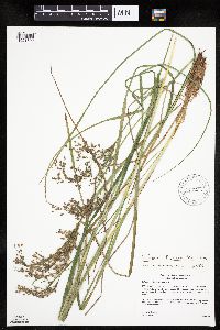 Scirpus atrocinctus image