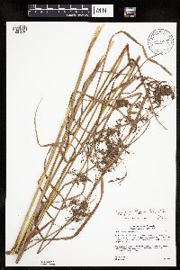 Scirpus atrocinctus image