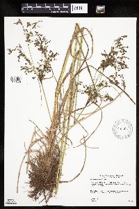 Scirpus atrocinctus image